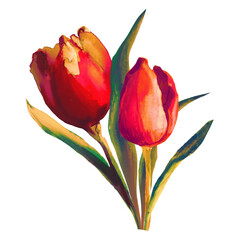 bouquet of blooming flowers red tulips watercolor illustration