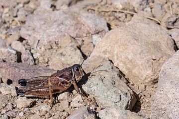Grasshopper on rocks, closeup