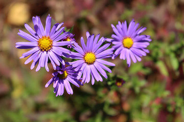 Obraz premium Symphyotrichum novi-belgii autumn astra in autumn garden