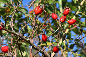 Ripe Briar berries, wild rose hip shrub in nature. Dog-rose berry close-up
