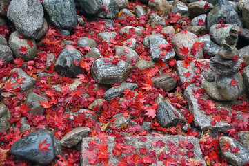 Red maple leaves fell on rock after the rain.