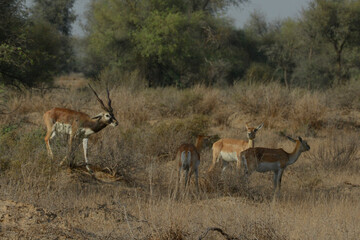 Blackbuck and Deer