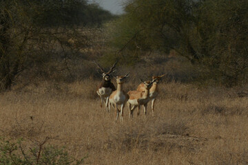 Blackbuck and Deer