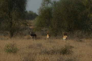 Blackbuck and Deer