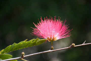 Pink Flower