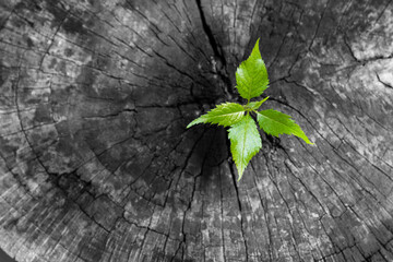 New leaves grow from the old stump