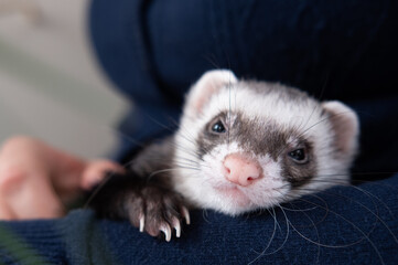 Portrait of cute and cosy domestic pet ferret resting in her owner's hands. Woman and a pet concept.