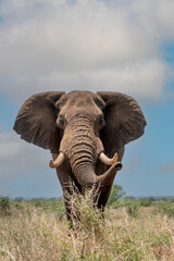 Naklejka na ściany i meble Elephant in South Africa
