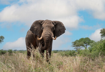 Naklejka na ściany i meble Elephant in South Africa