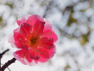 紅梅の花