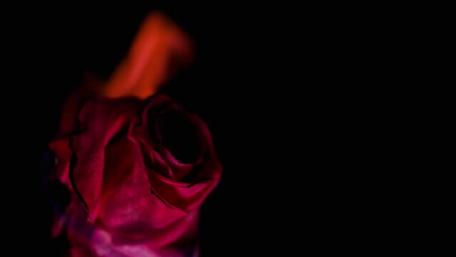 Burning red rose in fire flames against black background