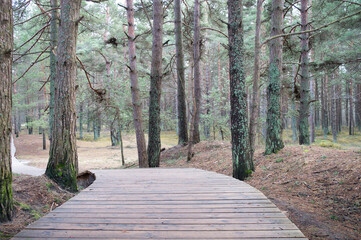 Wooden passage among trees in fir tree forest