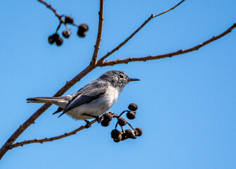 Blue-gray Gnatcatcher perched on a branch along the Shadow Creek Ranch Nature Trail in Pearland, Texas!