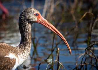 Juvenile White Ibis along the Shadow Creek Ranch Nature Trail in Pearland, Texas!