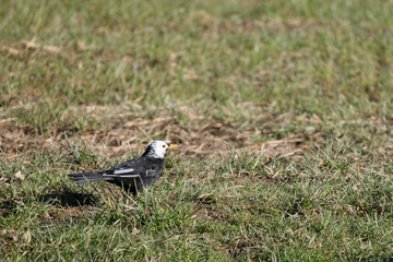 White headed Blackbird in the grass searching for food
