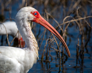 White Ibis enjoying a sunny morning!