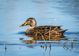 A duck enjoying a swim in some nice blue water!