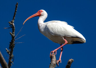 White Ibis and a blue sky!