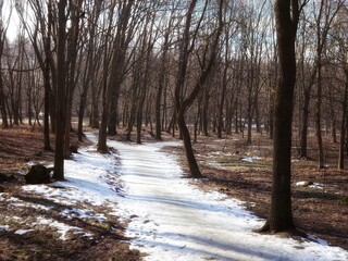 The end of winter in the forest, the snow is melting. Sunny morning in the forest in early spring, frost recedes. 
