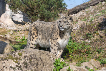 Close-up of a snow leopard (Panthera uncia syn. Uncia uncia)