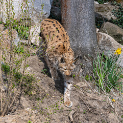 European lynx watches prey; lynx lynx. Karlsruhe, Germany, Europe