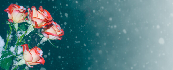 Fresh flowers in the snow. Frozen rose.