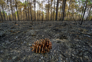 a single pinecone on the forest floor remains after a wildfire has burned off the undergrowth