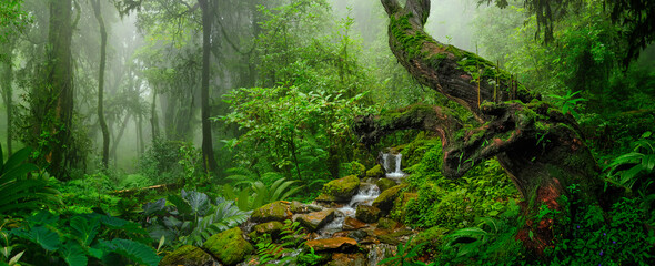 Fototapeta Rain forest with morning mist obraz