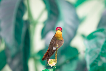 Vivid Ruby Topaz hummingbird, Chrysolampis mosquitus, perched on a branch looking at camera with...