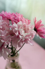 A branch of pink chrysanthemum in a glass bottle on a pink background. Spring in the house. Mother's day concept. Vertical orientation.