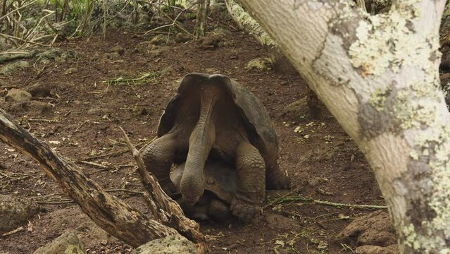 Giant tortoises mating in the wild in the Galapagos Islands 