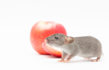 Funny dumbo rat and red apple isolated on white background