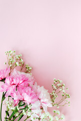 Fototapeta na wymiar Branch of pink chrysanthemum on a pink background. Spring. Mother's day concept. Vertical orientation. copy space.