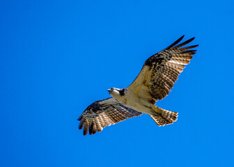 Osprey over the nature trail!