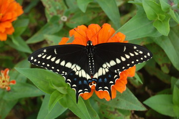 Eastern black swallowtail butterfly perched on a marigold flower in Cecil County, Maryland.