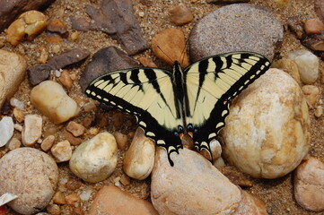 Eastern tiger swallowtail butterfly, that landed on the rocky ground of a damp stream bed, in Cecil County, Maryland. 