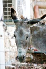 Donkey behind bars at the Trappist monastery of Latrun in Israel