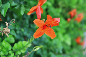 Beautiful orange flower in a garden in Israel