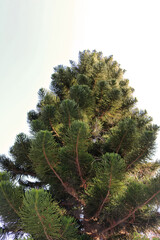 Naklejka premium Bottom up view of a pine tree in Israel