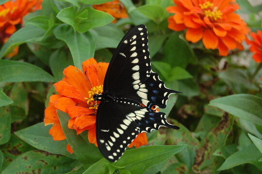 Eastern black swallowtail butterfly perched on a marigold flower in Cecil County, Maryland.