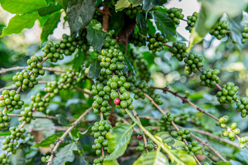 Fototapeta na wymiar Coffee Crop, Plant, Crop - Plant, Fruit, Farmer