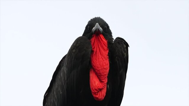 Male frigate bird grooming in slow motion with a big red pouch that it shows off while mating. This bird is perched in the Galapagos islands. 