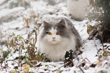 Fluffy cat cowered with snow walking down the snowy street