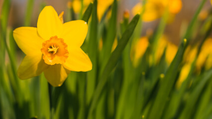 Fototapeta premium yellow daffodils in spring, background