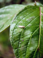 Plant bug on leaf