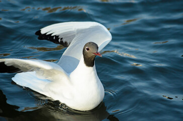 seagulls
on the pond in spring