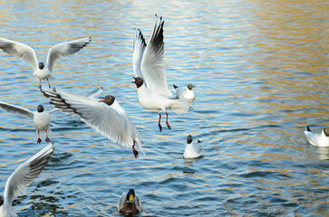 seagulls
on the pond in spring