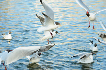 seagulls
on the pond in spring