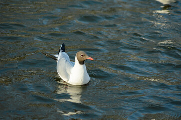 seagulls
on the pond in spring