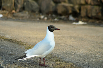 seagulls
on the pond in spring